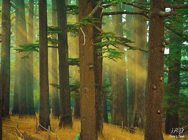 The Cedars North Lebanon