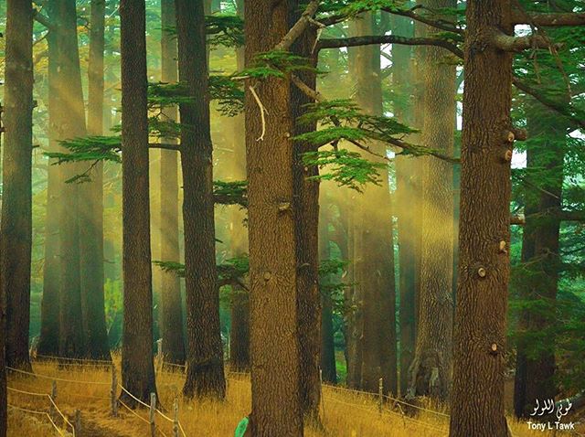 The Cedars North Lebanon