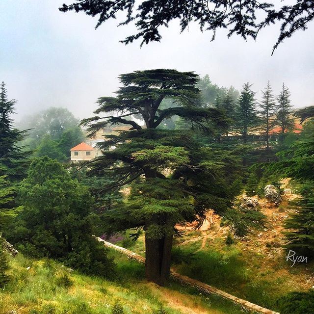 The Cedars North Lebanon