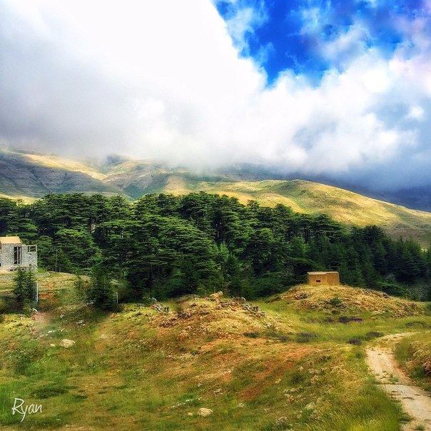 The Cedars North Lebanon