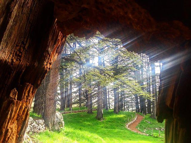 The Cedars North Lebanon