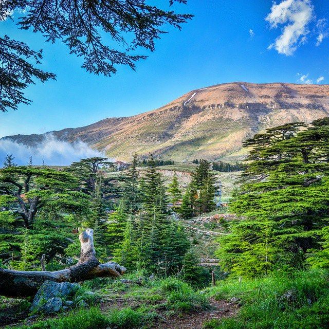 The Cedars North Lebanon