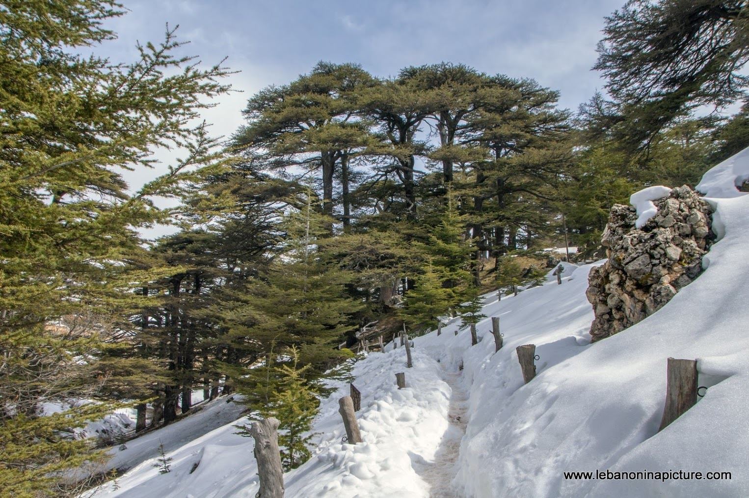 The Cedars of Lebanon - Last days of snow (Cedars of God, North Lebanon)