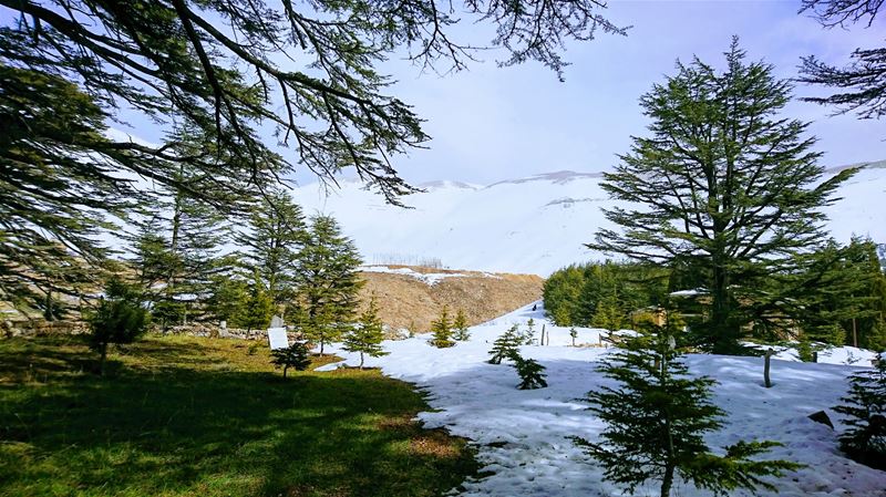 The Cedars of Lebanon - Last days of snow (Cedars of God, North Lebanon)