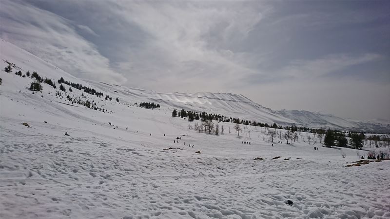 The Cedars of Lebanon - Last days of snow (Cedars of God, North Lebanon)