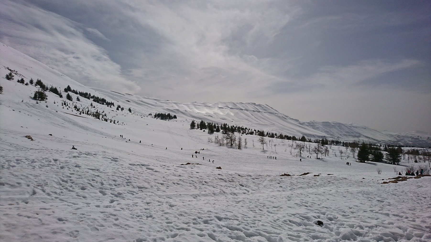 The Cedars of Lebanon - Last days of snow (Cedars of God, North Lebanon)