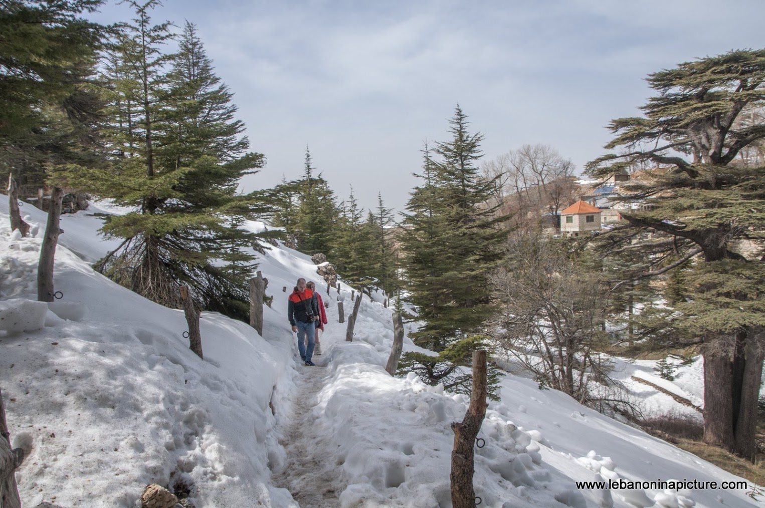 The Cedars of Lebanon - Last days of snow (Cedars of God, North Lebanon)