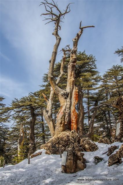 The Cedars of Lebanon - Last days of snow (Cedars of God, North Lebanon)
