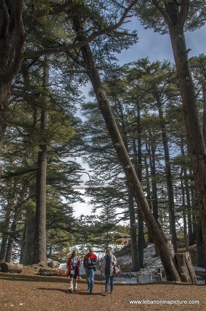 The Cedars of Lebanon - Last days of snow (Cedars of God, North Lebanon)