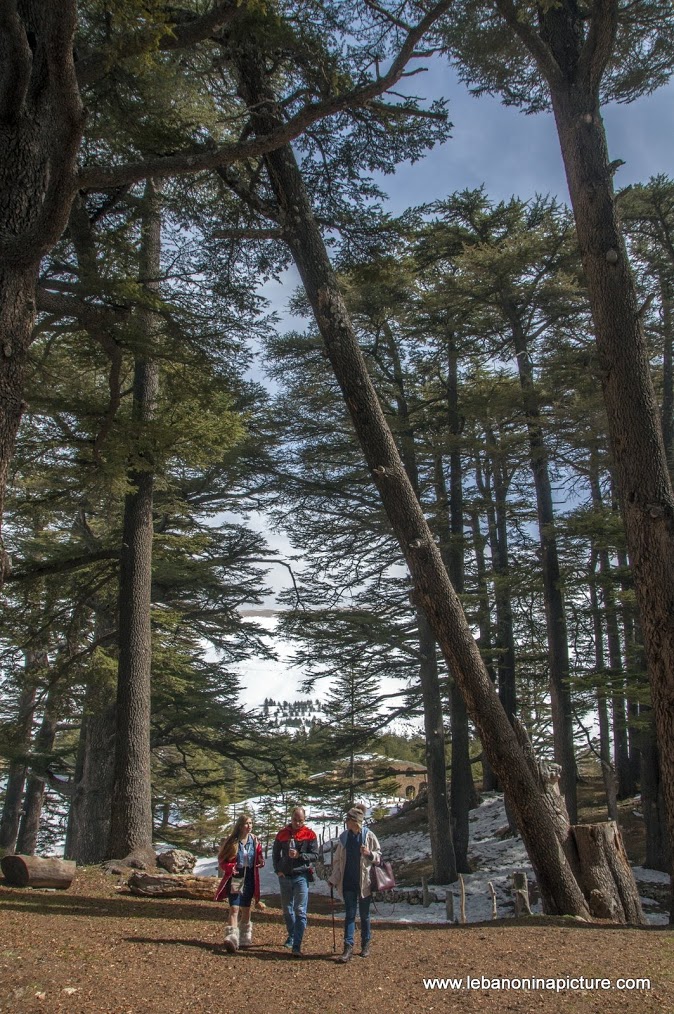 The Cedars of Lebanon - Last days of snow (Cedars of God, North Lebanon)