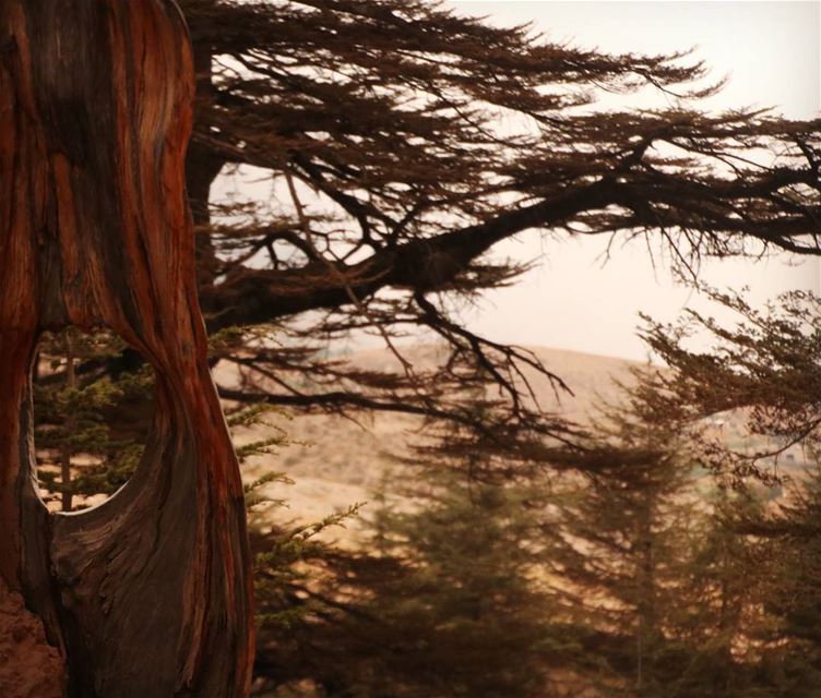 The Cedars of Lebanon. nature  cedars  cedar  forest  lebanon ... (The Cedars of Lebanon)