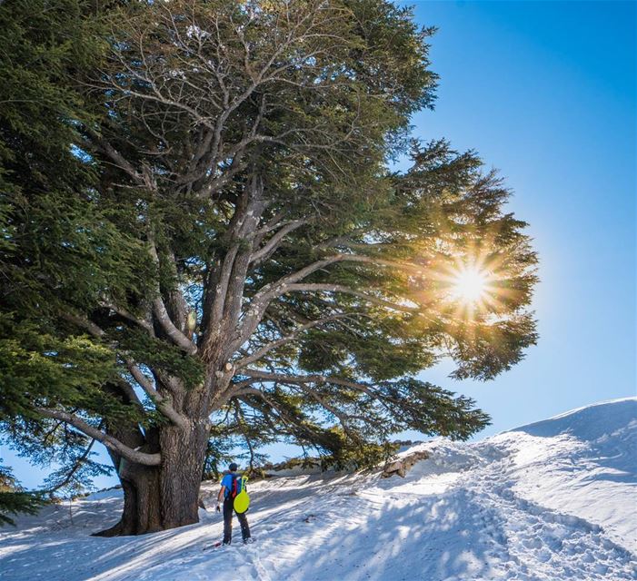 The cedars that represent a nation  lebanon  lonelyplanet ... (Cedars of God)