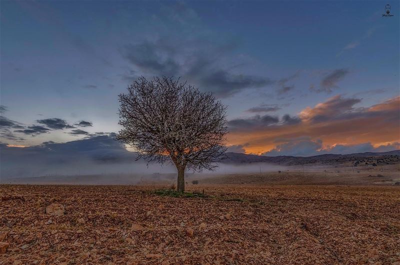 The CENTERED tree!... (لبنان)