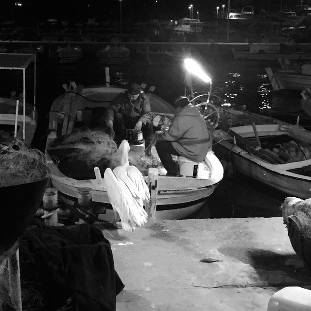 The chilled pelican waiting for the fishermen! nightphotography ... (Batroûn)