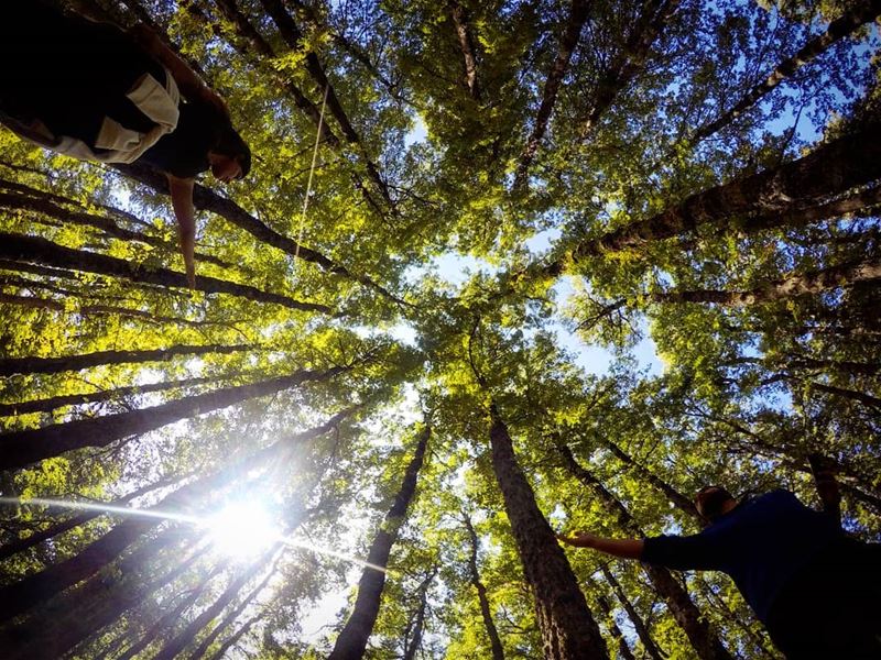 The Clearest Way Into The Universe Is Through A  Forest  Wilderness ☀️🌲... (Fnaïdek, Liban-Nord, Lebanon)