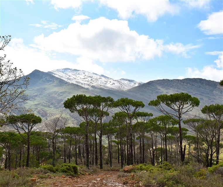 The Clearest Way Into The Universe Is Through A Forest Wilderness ⛰ (Jezzîne, Al Janub, Lebanon)