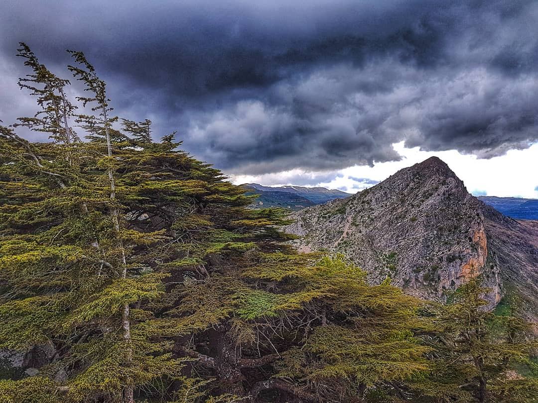 "The clearest way into the Universe is through a forest wilderness".John... (Cedar Reserve Tannourine)