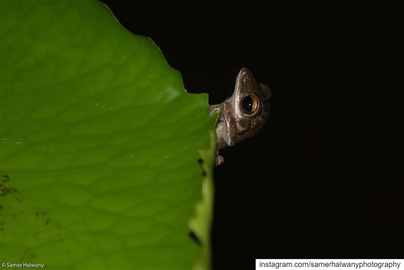 The climb...shot in  thailand  kohyaonoi  frog  lake  waterlily  animals ...