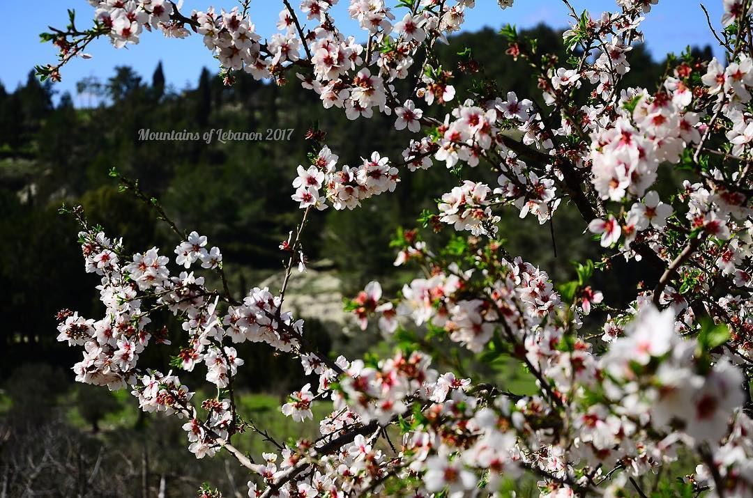 The colored version of the First Shot of a blossomed almond tree in 2017! ... (Kfar Hazîr, Liban-Nord, Lebanon)