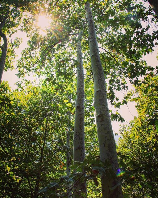 The communication of trees while the sun whispers warm hello.. warm ... (Tannourine,  Liban-Nord,  Lebanon)