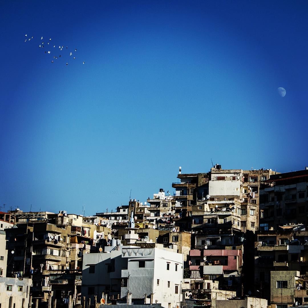 The constellation of birds.. I was thinking over there if they ever... (Tripoli, Lebanon)