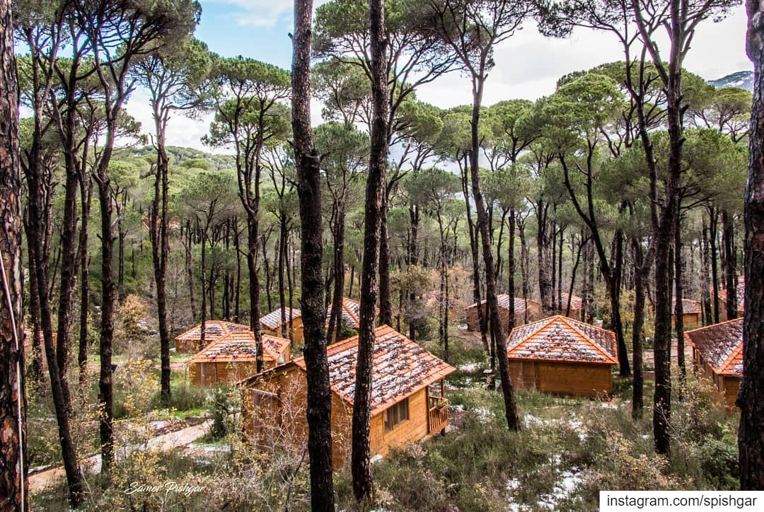 The cottages in the woods..A place to remember, just underneath the pines... (La Maison de la Forêt)