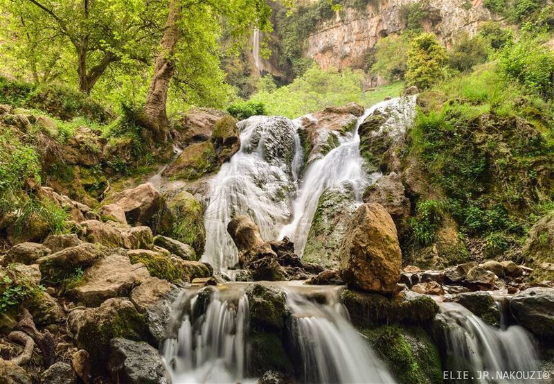 The creation of a thousand forests is in one acorn... nikon ... (Akar, Liban-Nord, Lebanon)