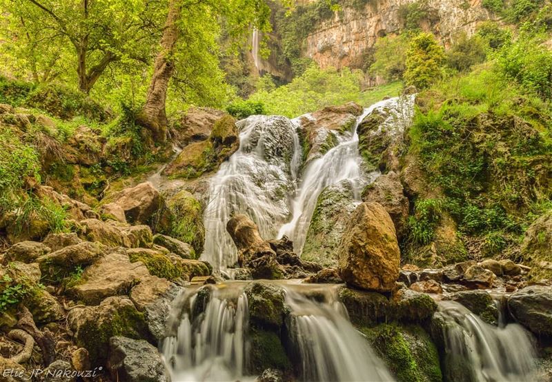 The creation of a thousand forests is in one acorn... nikon ... (`Akkar El - `Ateeqah, Liban-Nord, Lebanon)