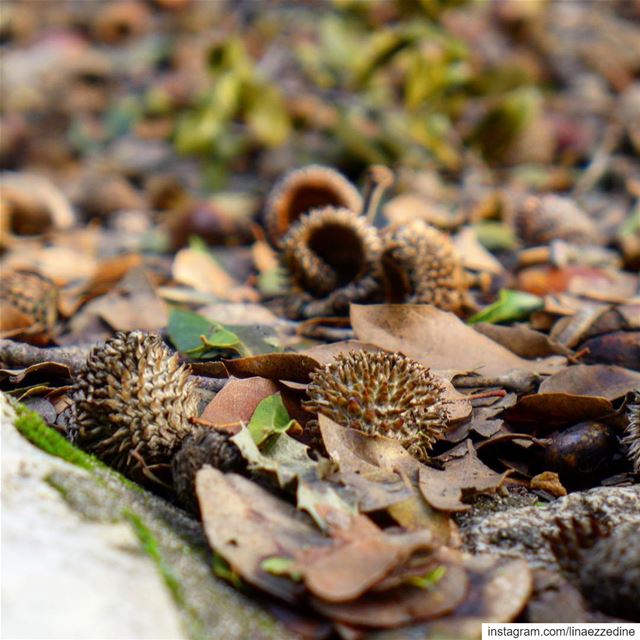 The creation of a thousand forests is in one acorn..... oaktree ...