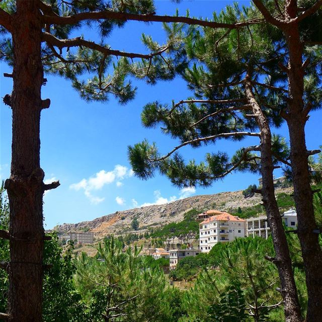 “The creation of a thousand forests is in one acorn.” ― Ralph Waldo... (`Ayn Darah, Mont-Liban, Lebanon)