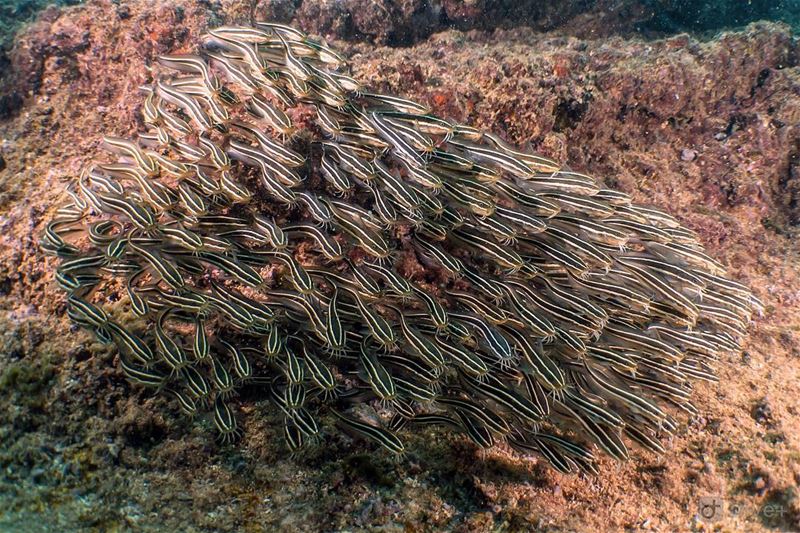 The crowd... catfish  underwater  beirut  lebanon  photography ...