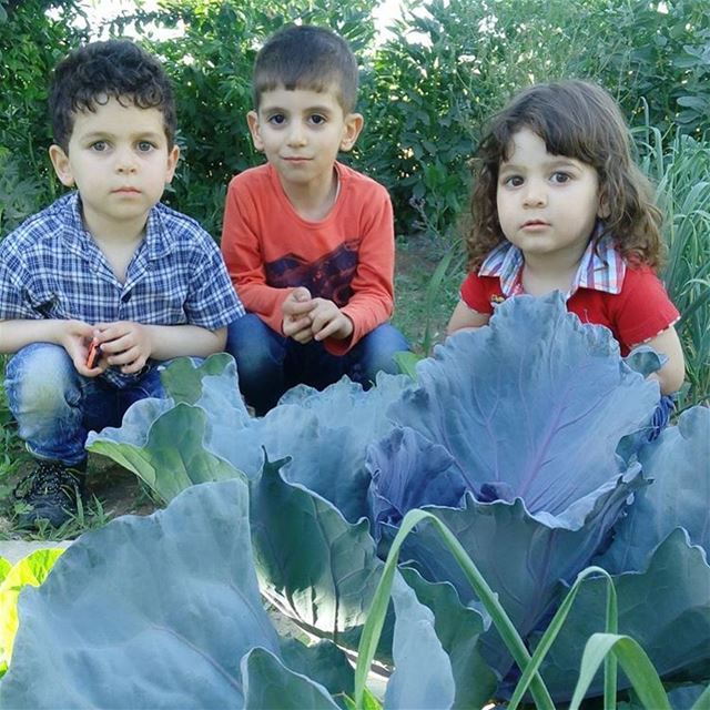 The cuties and the purple  cabbage 🙊🙊🙈 cabbage シAweSomeNesSツ  cute ...