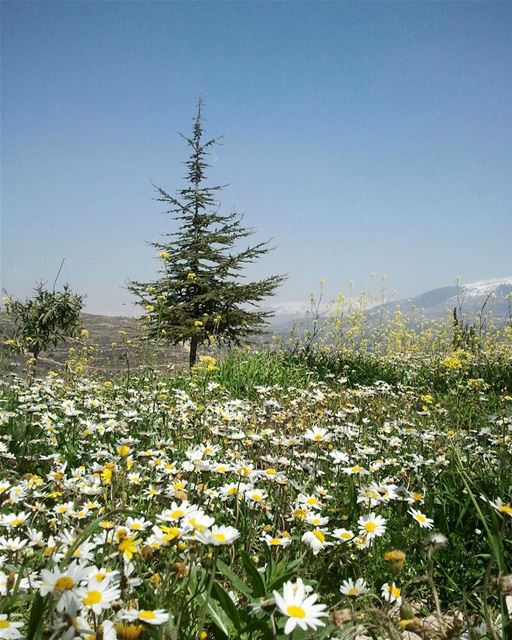 The day the Lord created hope was probably the same day he created spring!... (Mazra`At Ash Shuf, Mont-Liban, Lebanon)