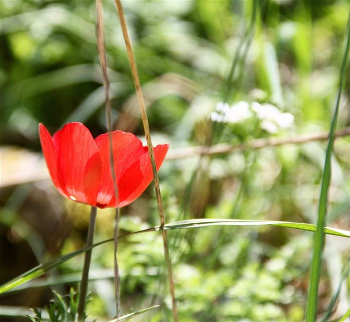 The deadly poppy field. spring  season  flower  garden  fresh  plant ... (Lebanon , Akkar)