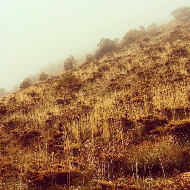 The earth has music for this who listen lebanon  super_lebanon ... (Al Shouf Cedar Nature Reserve)