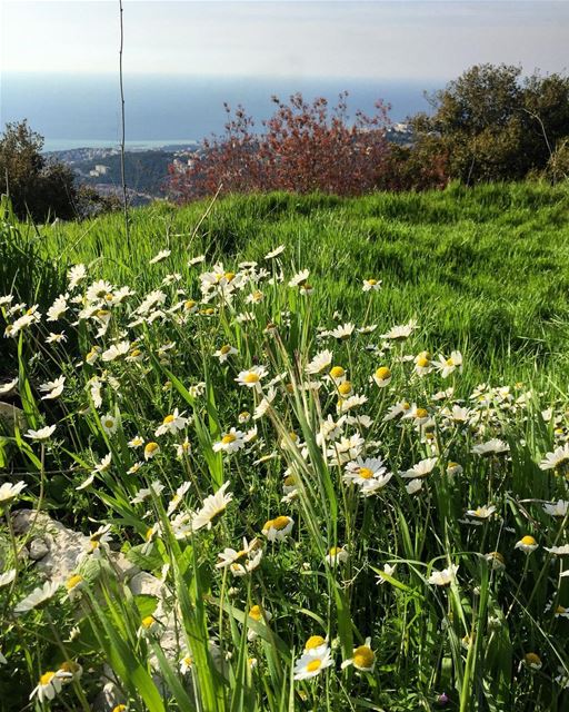 The earth laughs in flowers 🌼  spring  springtime  flowers  green ... (Mar Chaaya Broumana)