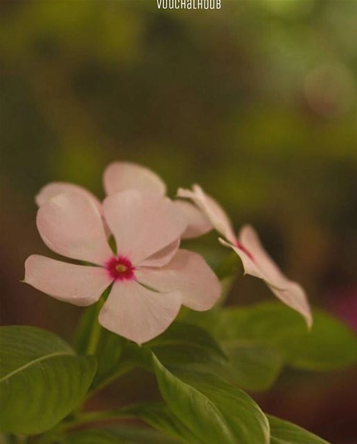 the earth laughs in flowers 🌍🌺 (Tamnin Al Tahta)