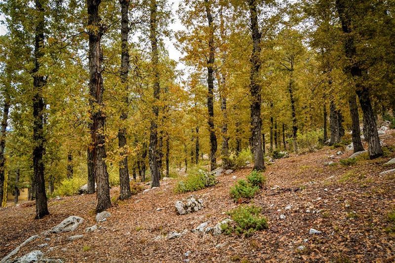 .The enchanted forest, Akkar, Lebanon. This is an absolute autumnal... (The Enchanted Forest)