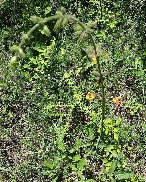 The  endemic Salvia peyronii spotted in  JabalMoussa! unescomab  unesco ...