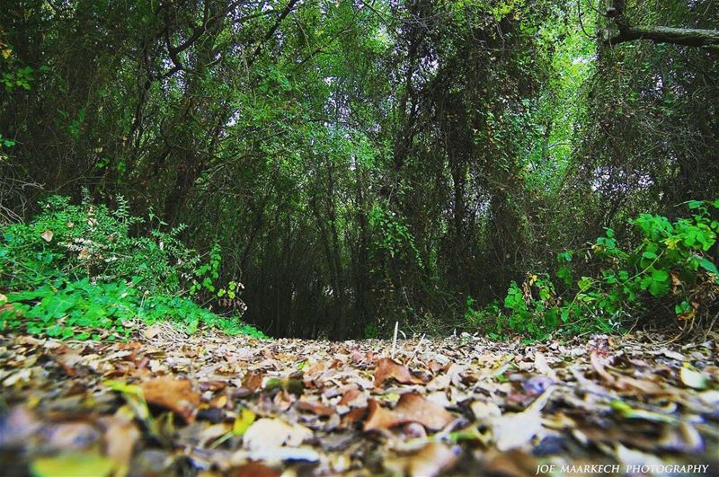 the fallen leaves in the forest seemed to make even the ground glow and...