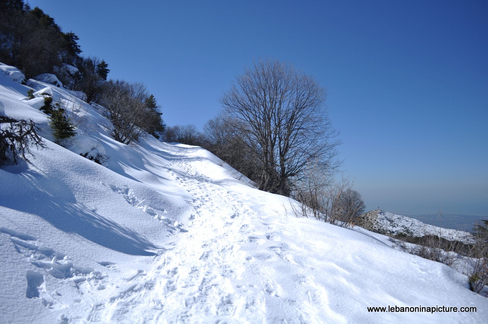 The Famous Tree - Snowshoeing Ehden Reserve (Horsh Ehden Winter 2012)