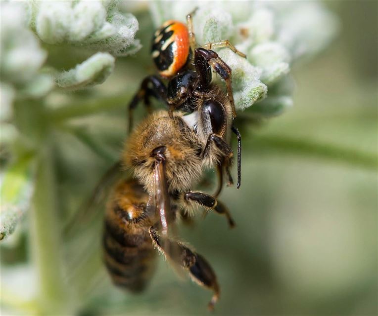 The feast!...  macro  shot taken in  lebanon  ayneb  photooftheday  hiking...