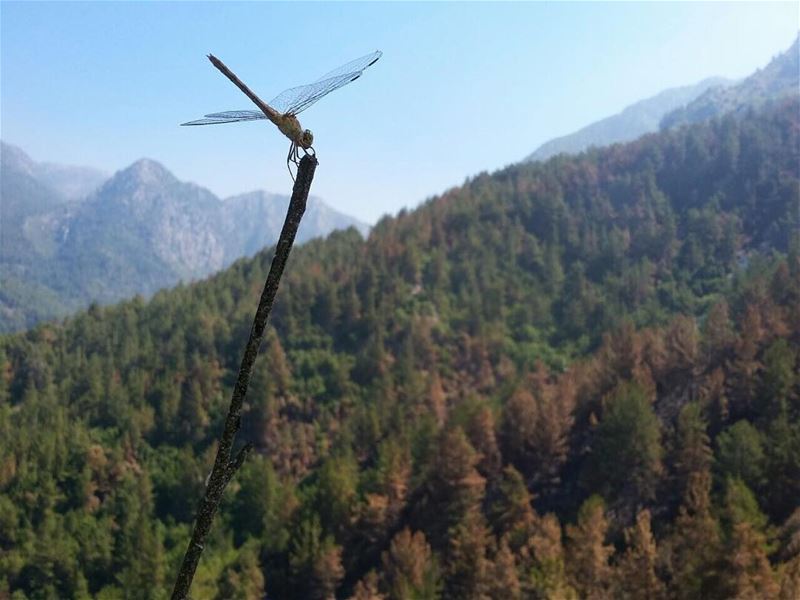 The fire is controlled in  Chouwan thanks to the tremendous efforts of the...