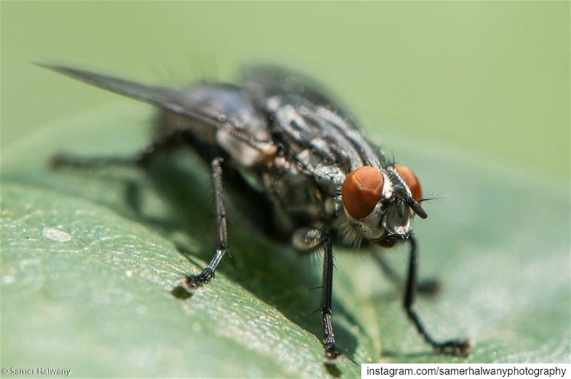 The Fly!...from the  macro  world the  insideworld of the  fly  insect ...