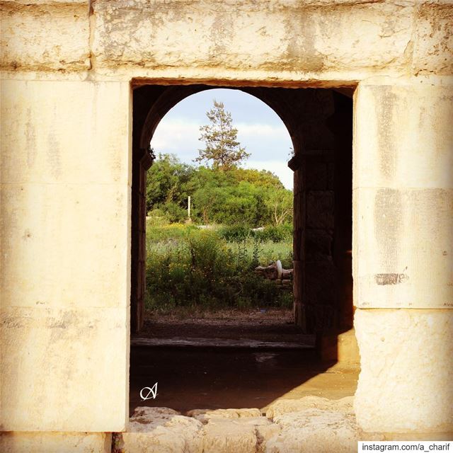 The frame frame  nature  tree  stones  history  citadel  tyre ... (Tyre, Lebanon)