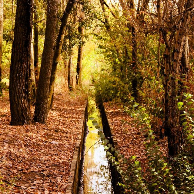 The Glittery Stream 🏞 السّاقية الرّقراقة... (Deïr Taanâyel, Béqaa, Lebanon)