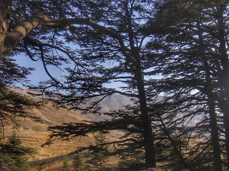 The glory of Lebanon... cedarsofgod  lebanon  ig_lebanon  livelovelebanon...