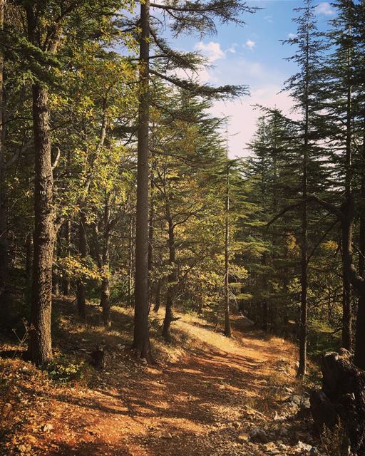 The godly will flourish like palm trees and grow strong like the cedars of... (Arz Tannoûrîne)