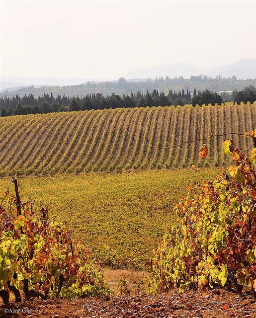 🍂🍁 The Golden Autumn 🍁🍂 golden  autumn  vineyard  nature  outdoor ...