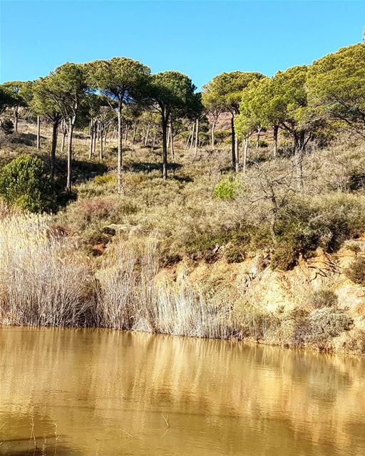 The golden lake.  lake  love  nature  trees  bluesky  pinelandresort ... (Deïr El Harf, Mont-Liban, Lebanon)